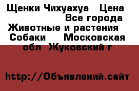 Щенки Чихуахуа › Цена ­ 12000-15000 - Все города Животные и растения » Собаки   . Московская обл.,Жуковский г.